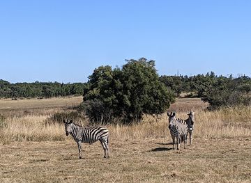 zimbabwe/mashonaland-west/attraction/haka-camp-game-park
