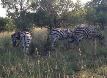 south-africa/kruger-national-park/attraction/mansimvula-camp