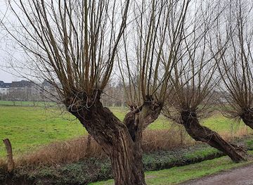 germany/munster/attraction/alte-kopfweiden