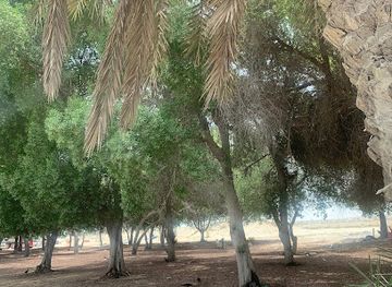 united-arab-emirates/yas-island/attraction/shade-tree-on-way
