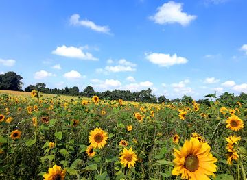 ireland/county-meath/attraction/grove-gardens