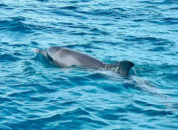 LetseaMru