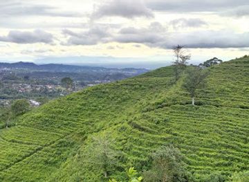 indonesia/java/attraction/kebun-teh-kemuning