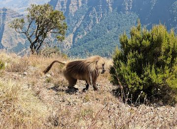 ethiopia/amhara-region/attraction/semien-mountain-national-park-office