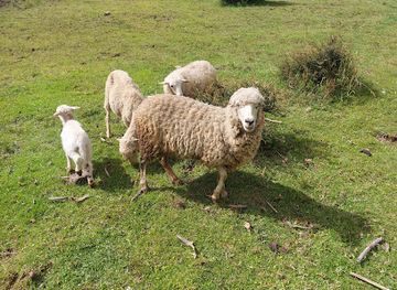 peru/huascaran-national-park/attraction/huallhua