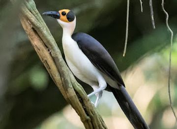 ghana/ahafo-region/attraction/bonsam-bepo-forest-reserve