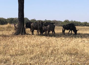 zimbabwe/mashonaland-west/attraction/haka-game-park