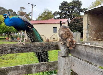 australia/limestone-coast/attraction/echo-farm
