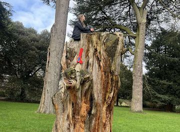 united-kingdom/nottingham/attraction/climbing-tree