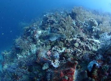 philippines/bohol/attraction/talima-marine-sanctuary