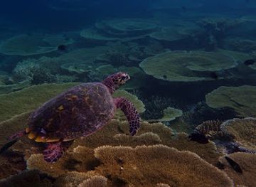 maldives/male-atoll/attraction/coral-garden
