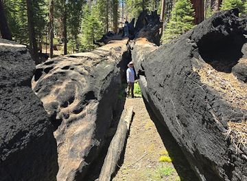 california/sequoia-national-park/attraction/trail-of-100-giants-trailhead