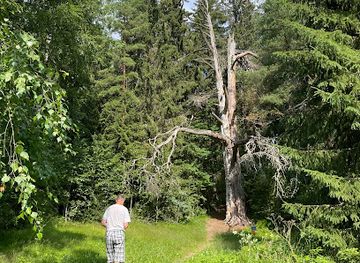 finland/pirkanmaa/attraction/timi-s-pine