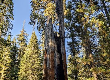 california/sierra-nevada/attraction/chimney-tree