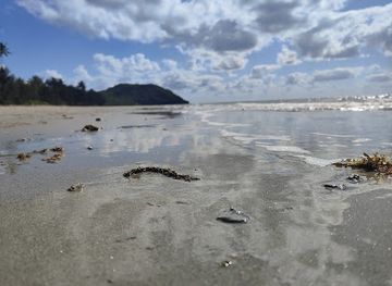 australia/cape-tribulation/attraction/jordan-blockey-cape-trib-tour-guide