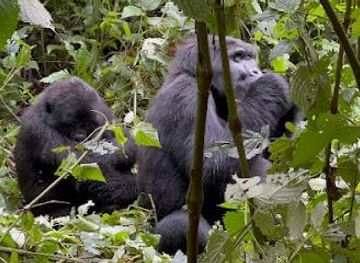 uganda/kampala/attraction/gorilla-safaris-uganda-travel