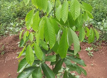 myanmar-burma/kyaiktiyo-pagoda/attraction/chit-san-eain