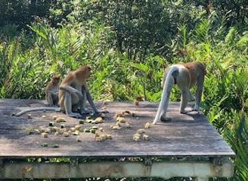 malaysia/sandakan/attraction/labuk-bay-proboscis-monkey-sanctuary-entrance