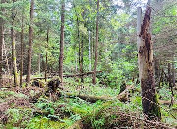 poland/podlachia/attraction/wysokie-bagno-nature-reserve