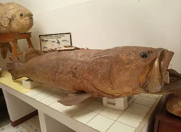 Musée Rabesandratana