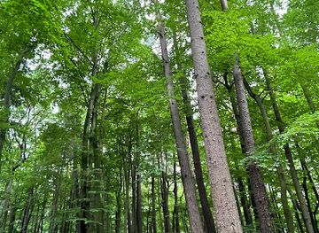 poland/sopot/attraction/lawka-kopary