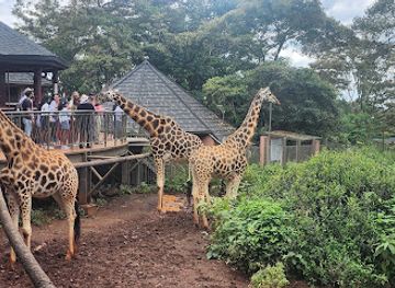 kenya/nairobi/karen/attraction/giraffe-centre