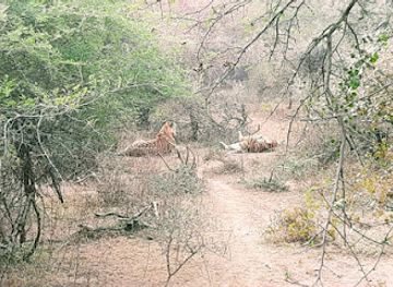 india/ranthambore/attraction/bigstriped-cat-safari-tours