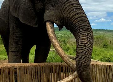 south-africa/zululand/attraction/bayete-zulu-elephant-interaction