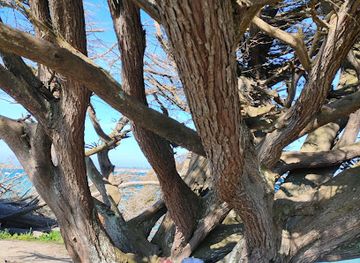 france/côte-de-granit-rose/attraction/arbre-a-gouter