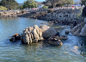 california/monterey/attraction/monterey-sea-lions
