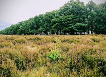 netherlands/gooi/attraction/goois-natuurreservaat-westerheide