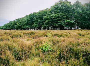 Goois Natuurreservaat Westerheide