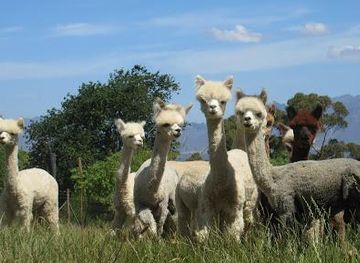 south-africa/cape-town/attraction/the-alpaca-loom-coffee-shop-and-weaving-studio