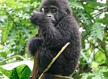 uganda/kampala/kololo/attraction/african-expert-safaris