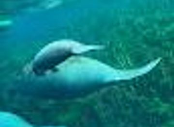 florida/ocala/attraction/get-up-and-go-kayaking-silver-springs