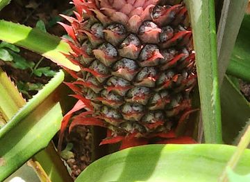 sri-lanka/matale-district/attraction/paramount-200-spice-garden