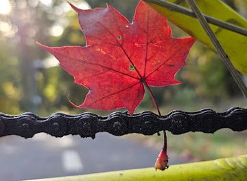 denmark/viborg/attraction/viborg-plantage