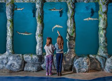 arkansas/rogers/attraction/blue-zoo-aquarium-rogers