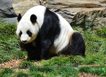 australia/yorke-peninsula/attraction/adelaide-zoo