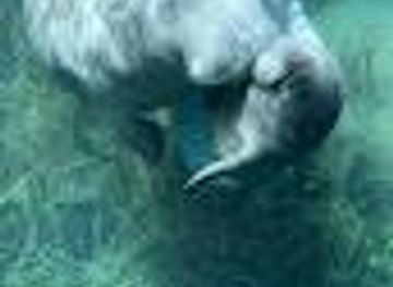 florida/ocala/attraction/silver-springs-clear-kayaking