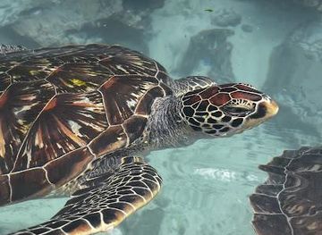 tanzania/zanzibar-city/attraction/salaam-cave-aquarium