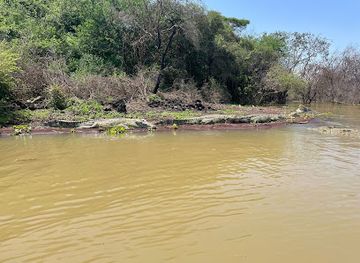 ethiopia/danakil-depression/attraction/crocodile-market