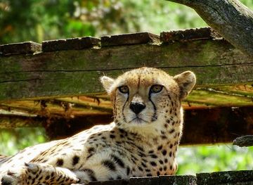 kenya/mount-kenya-region/attraction/mount-kenya-game-ranch