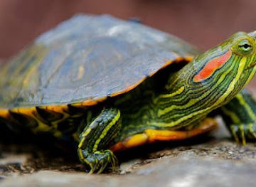 curacao/tera-kora/attraction/curacao-zoo-botanical-garden