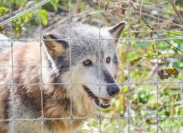 pennsylvania/pennsylvania-dutch-country/attraction/wolf-sanctuary-of-pa