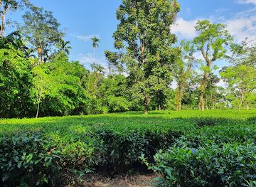 bangladesh/jaflong/attraction/khasia-polli-tea-gardens