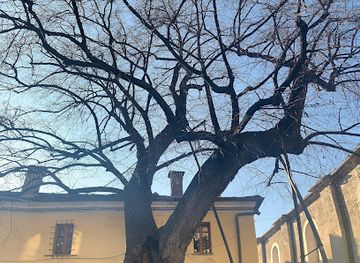 italy/val-d-aosta/attraction/tiglio-di-sant-orso