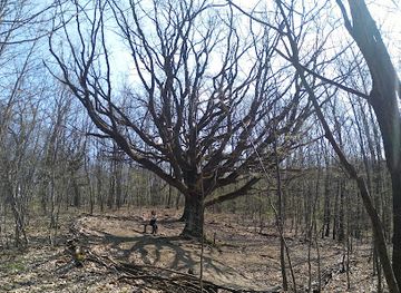 hungary/pilis-mountains/attraction/vedett-idos-fa