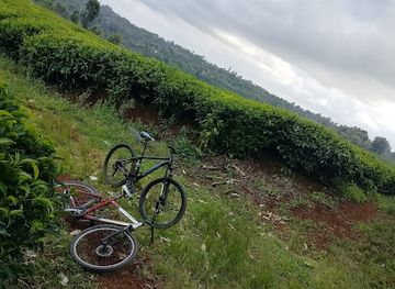 kenya/mount-kenya-region/attraction/mount-kenya-forest