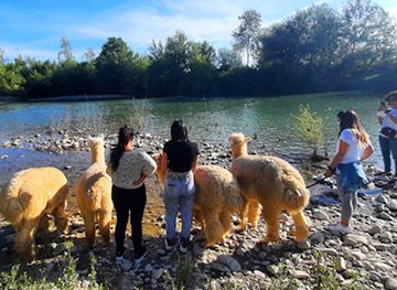 italy/maremma/attraction/walks-with-alpacas
